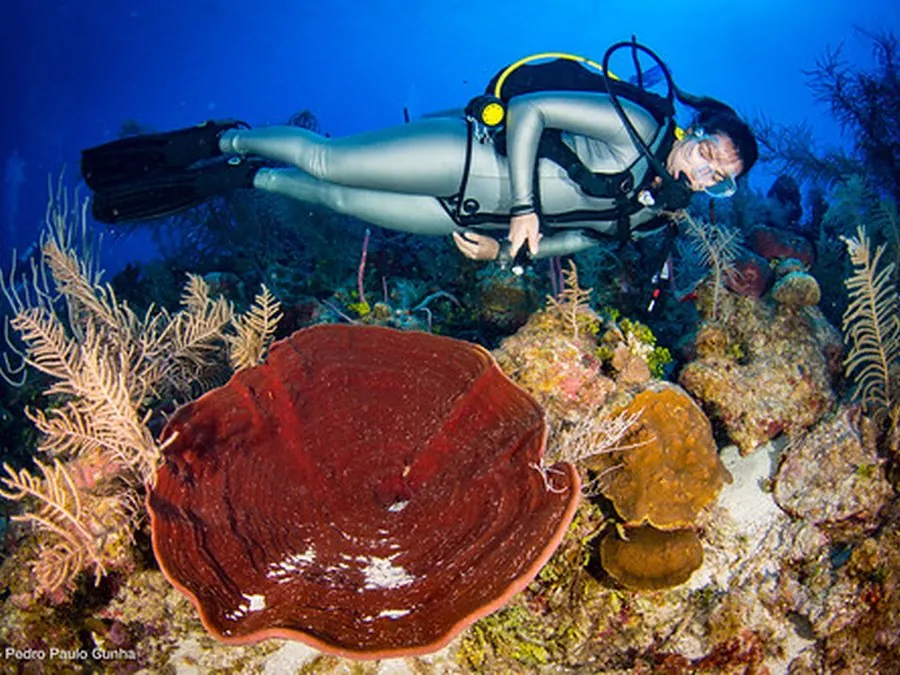 DSM DIVE — Diving di Gili Trawangan