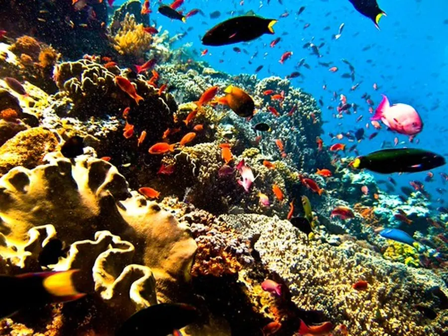 LAGUNA GILI DIVE — Diving di Gili Trawangan