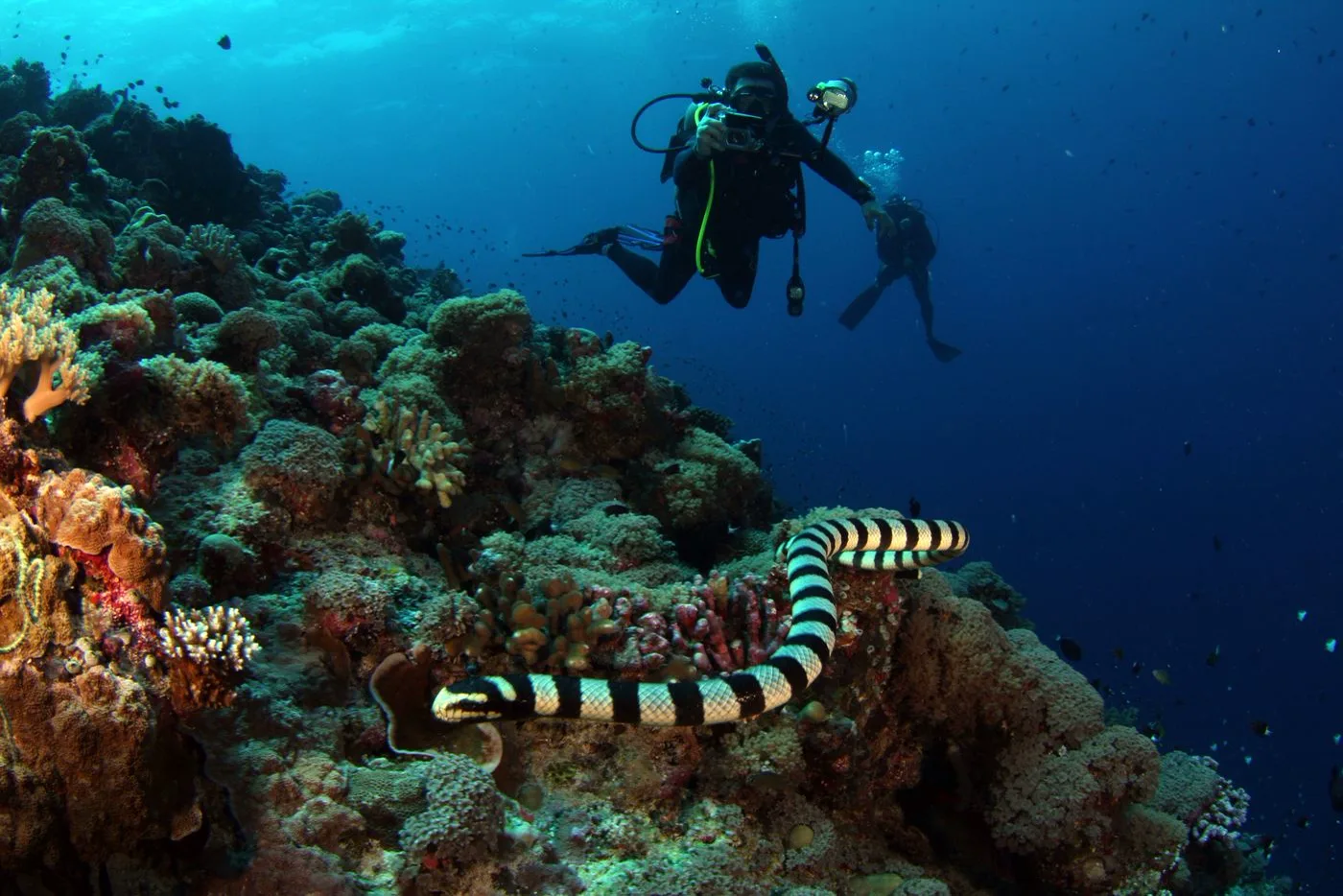 3 Dives Spec — Diving di Gili Trawangan
