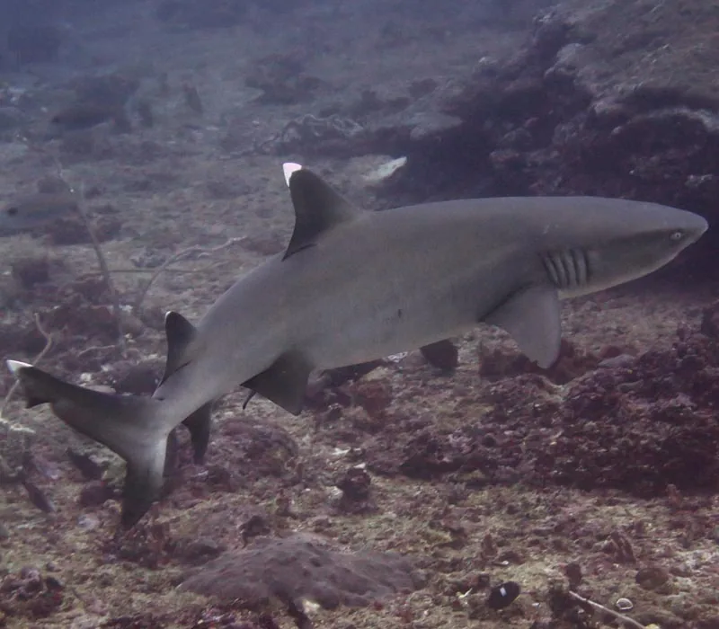 Scuba Review + 1FD — Diving di Gili Trawangan