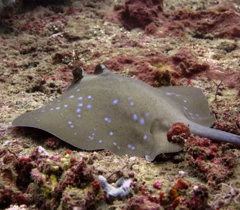 Scuba Review + 2FD — Diving di Gili Trawangan