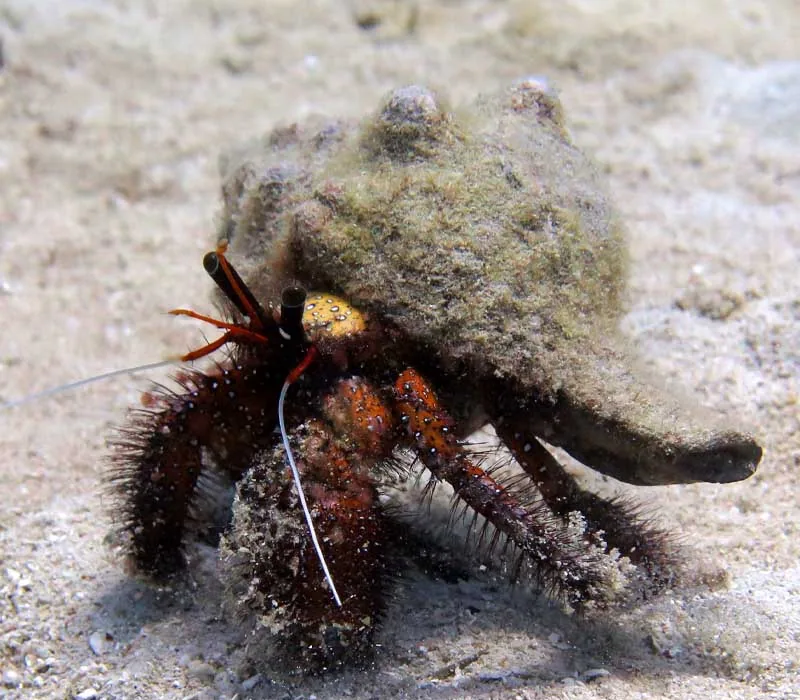 Scuba Review + 3FD (-10%) — Diving di Gili Trawangan