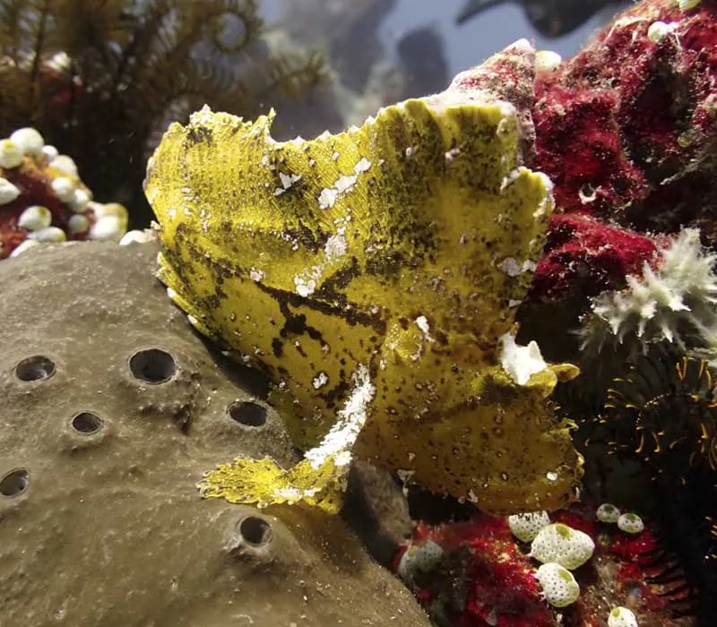Scuba Review + 4FD (-10%) — Diving di Gili Trawangan