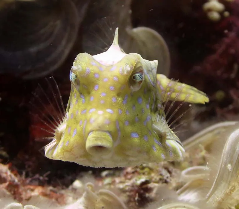 Specialty: Deep — Diving di Gili Trawangan