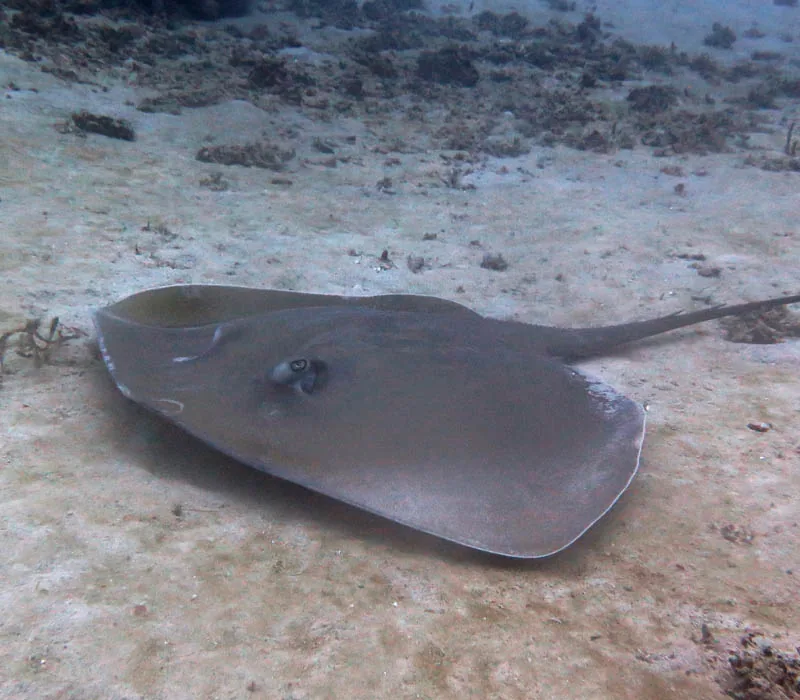 Specialty: Photography — Diving di Gili Trawangan