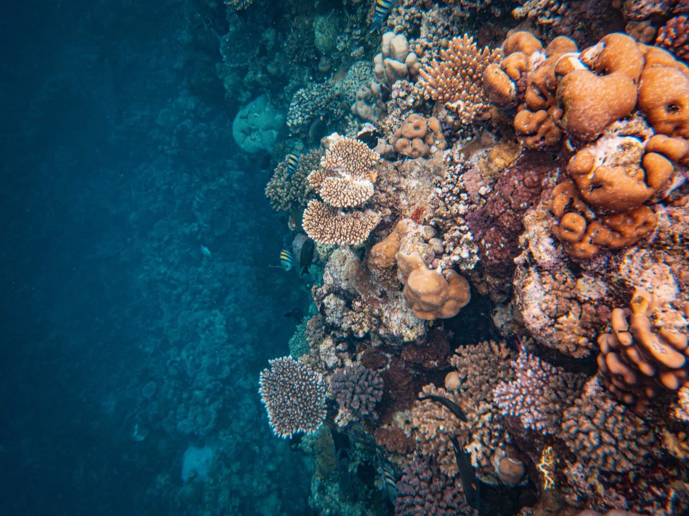 AWARE Fish Identification — Diving di Gili Trawangan