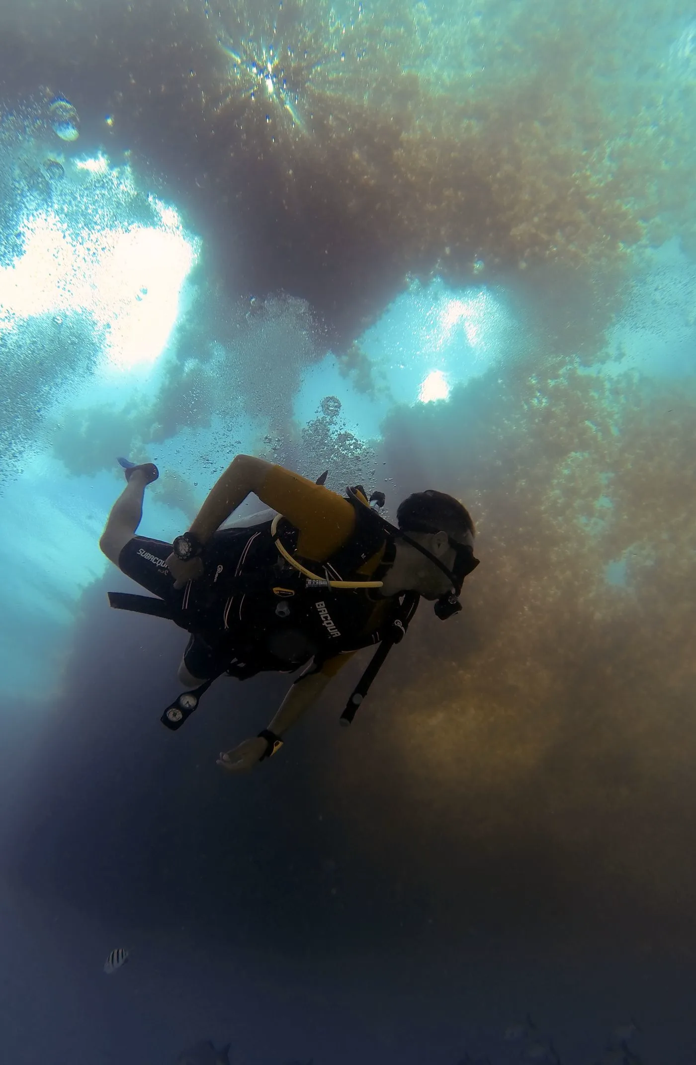 IDC Staff Instructor — Diving di Gili Trawangan