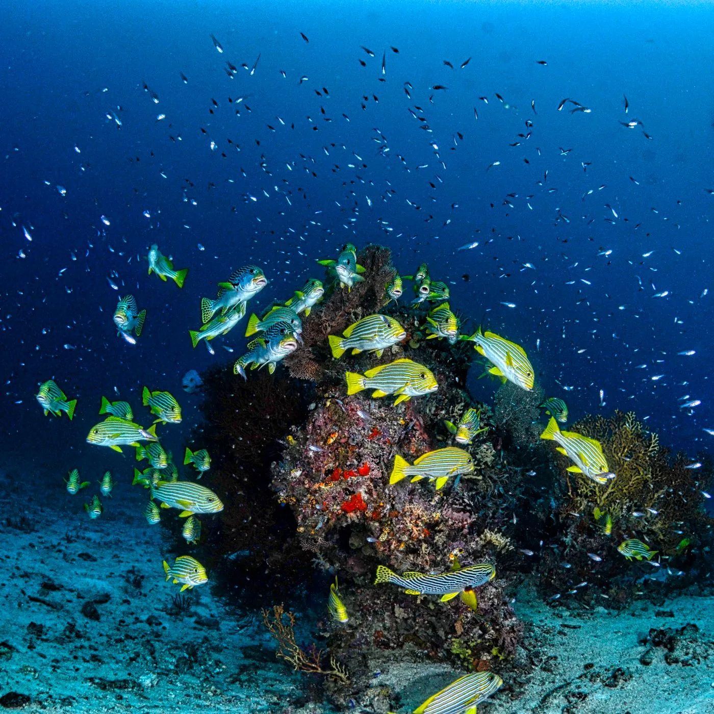 PADI DPV Diver — Diving di Gili Trawangan