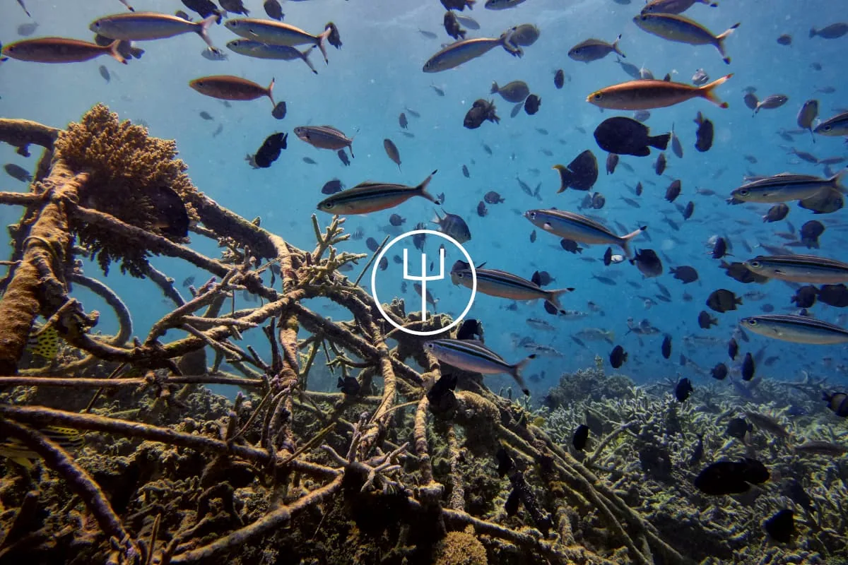 Introduction to Biorock Process — Diving di Gili Trawangan