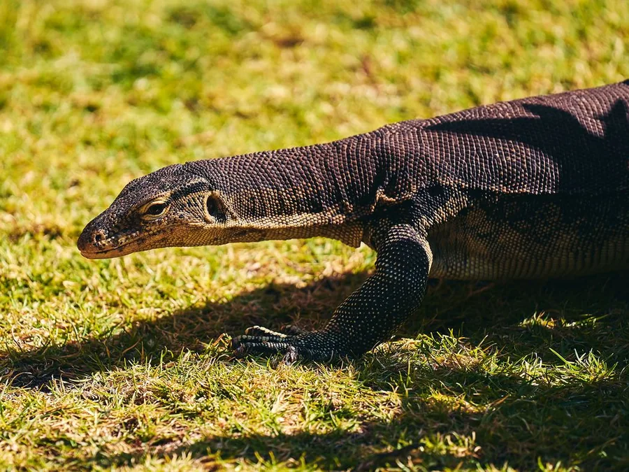 Komodo Day Trip — Komodo Tour di Gili Trawangan