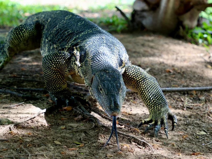 Komodo Day Trip Private — Komodo Tour di Gili Trawangan