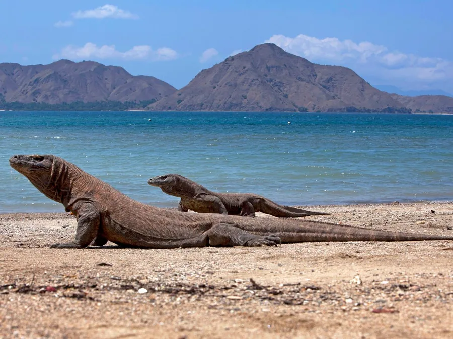 Komodo Day Trip Private + Manta — Komodo Tour di Gili Trawangan