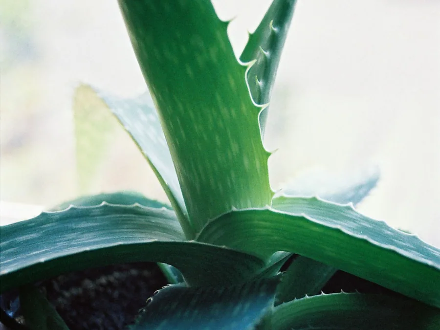 Aloe Vera + Body Mask — SPA di Gili Trawangan